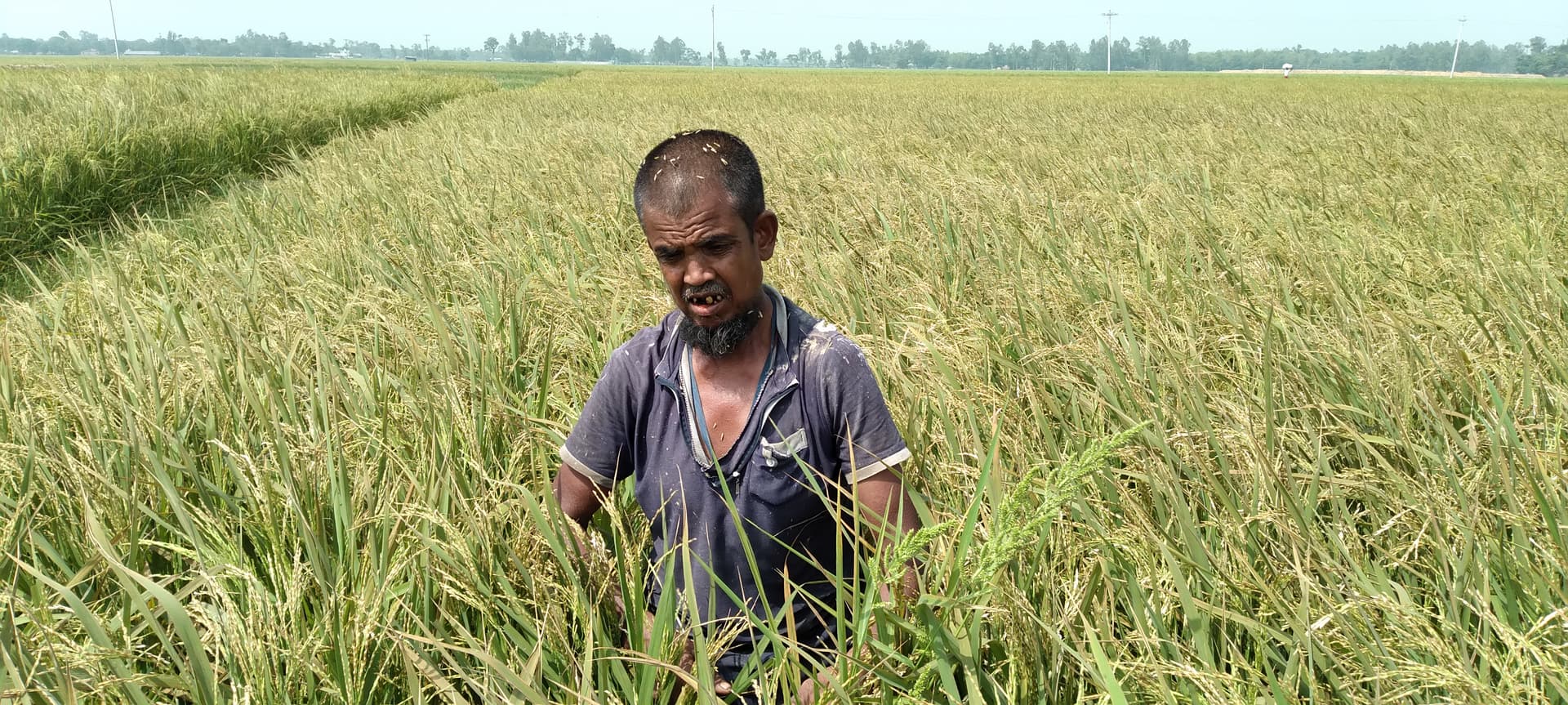 পাঁচবিবিতে ইটভাটার বিষাক্ত গ্যাসে পুড়ছে দুইশত বিঘা জমির ধান