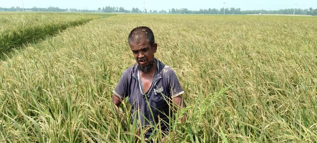 পাঁচবিবিতে ইটভাটার বিষাক্ত গ্যাসে পুড়ছে দুইশত বিঘা জমির ধান