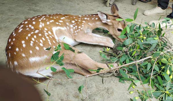 ১০ দিনের ব্যবধানে পাথরঘাটায় দুটি জ্যন্ত হরিণ উদ্ধার