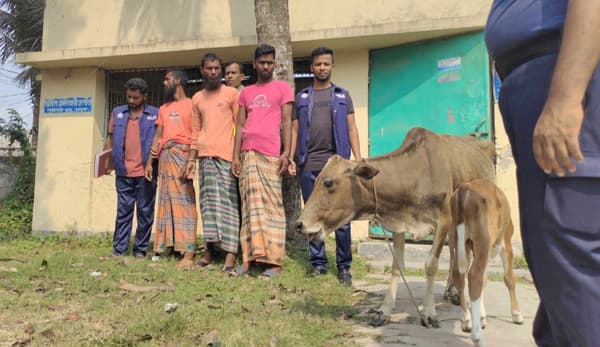 পাথরঘাটায় গরুসহ ৩ চোর গ্রেফতার