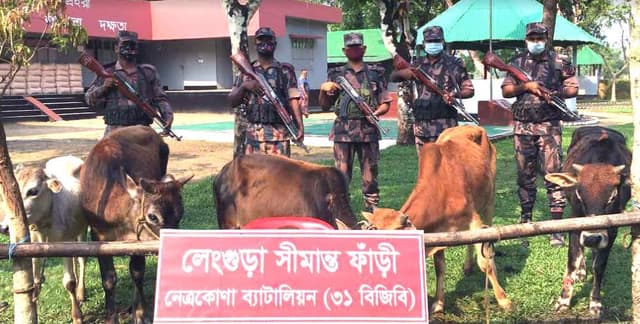 নেত্রকোণায় ৫ ভারতীয় গরু ও ২৮৫ কেজি চা পাতা আটক