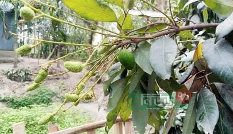 একই গাছে ধরেছে লিচু ও আম