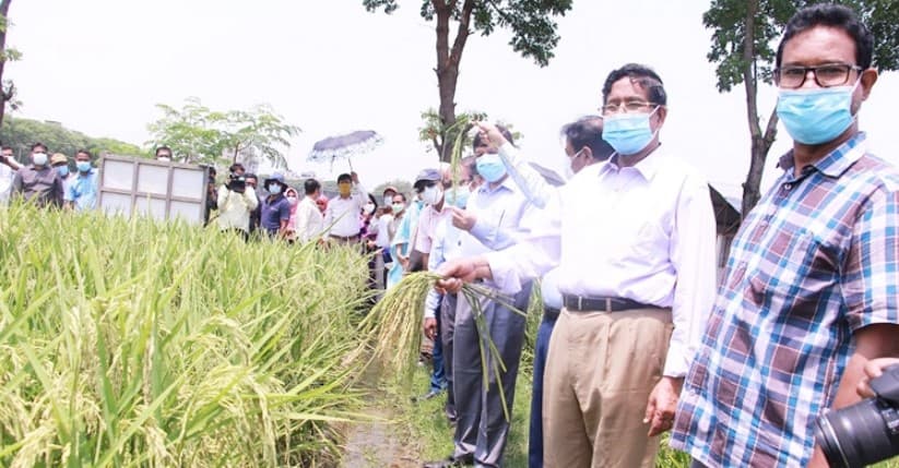হিটশকে ফসলের ক্ষতি পুষিয়ে নিতে ৪২ কোটি টাকার প্রণোদনা