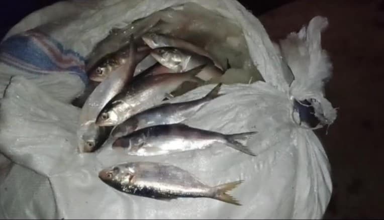 ২২ মন জাটকা জব্দ