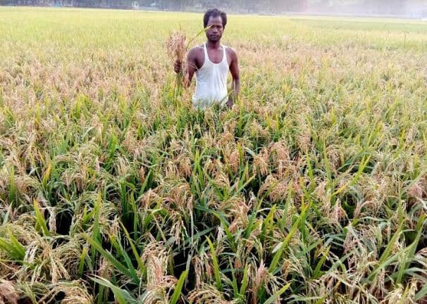 আত্রাইয়ে বোরো ধানে ব্লাস্ট রোগের আক্রমণ