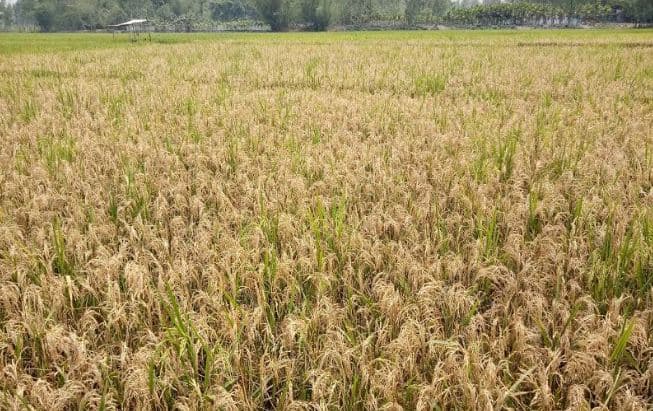 ভূরুঙ্গামারীতে নেকব্লাস্টে দিশেহারা কৃষক