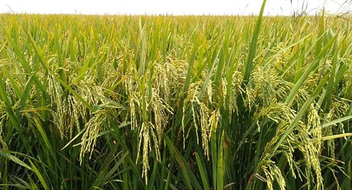 আশা–নিরাশায় হাওরের ধান