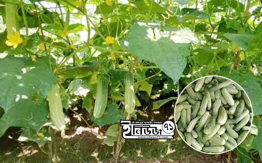 ধামইরহাটে শসার বাম্পার ফলন, দামেও খুশি চাষিরা