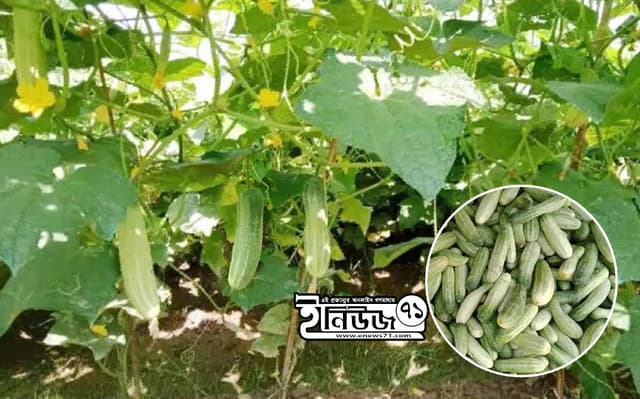 ধামইরহাটে শসার বাম্পার ফলন, দামেও খুশি চাষিরা