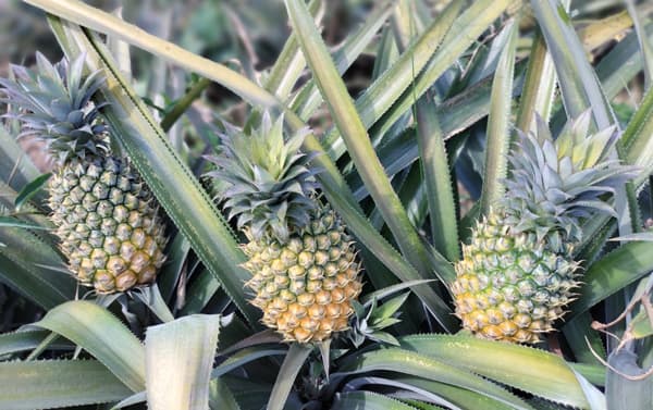 শ্রীমঙ্গলে আগাম জাতের আনারসের বাম্পার ফলন, চাষিদের মুখে হাসি