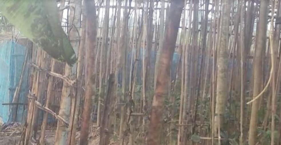 হাকিমপুরে বজ্রপাতে পানের বরজে আগুন
