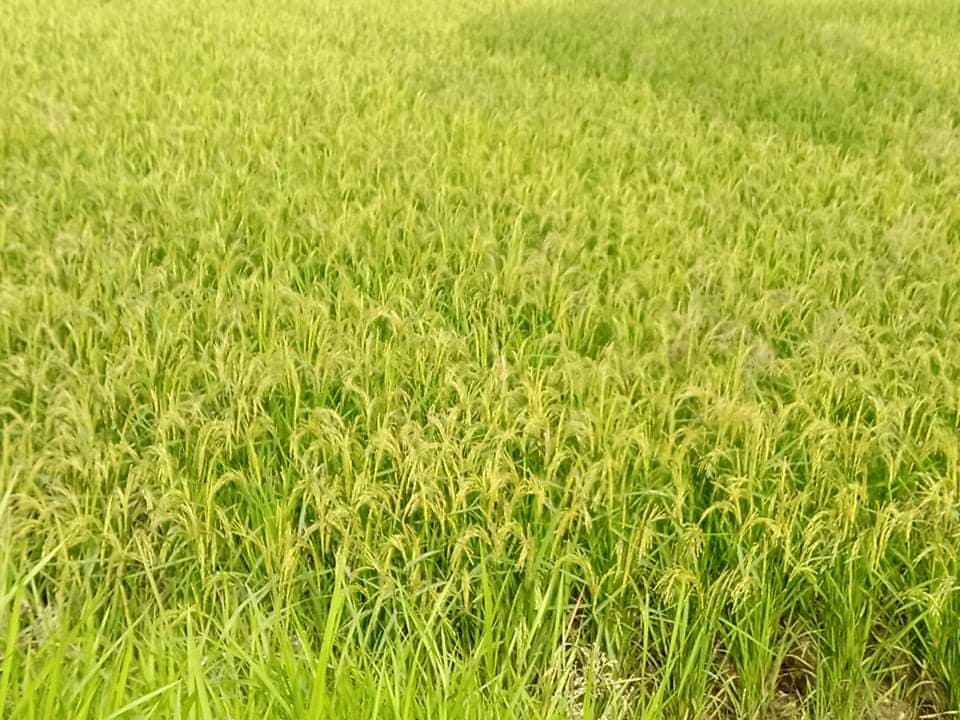 চাঁদপুরে কৃষকদের মুখে হাসি, অন্যদিকে শংকা