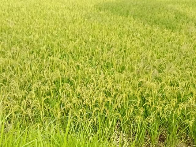 চাঁদপুরে কৃষকদের মুখে হাসি, অন্যদিকে শংকা