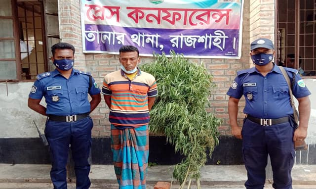 বাড়ির সবজি বাগানে গাঁজা চাষ