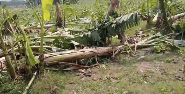 মেহেরপুরে কালবৈশাখী ঝড়ে মাঠের ফসল মারাত্মক ক্ষতির সম্মুখীন