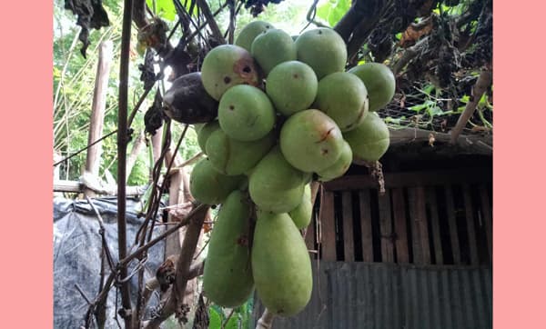মির্জাগঞ্জে এক বোটায় ২৫ লাউ