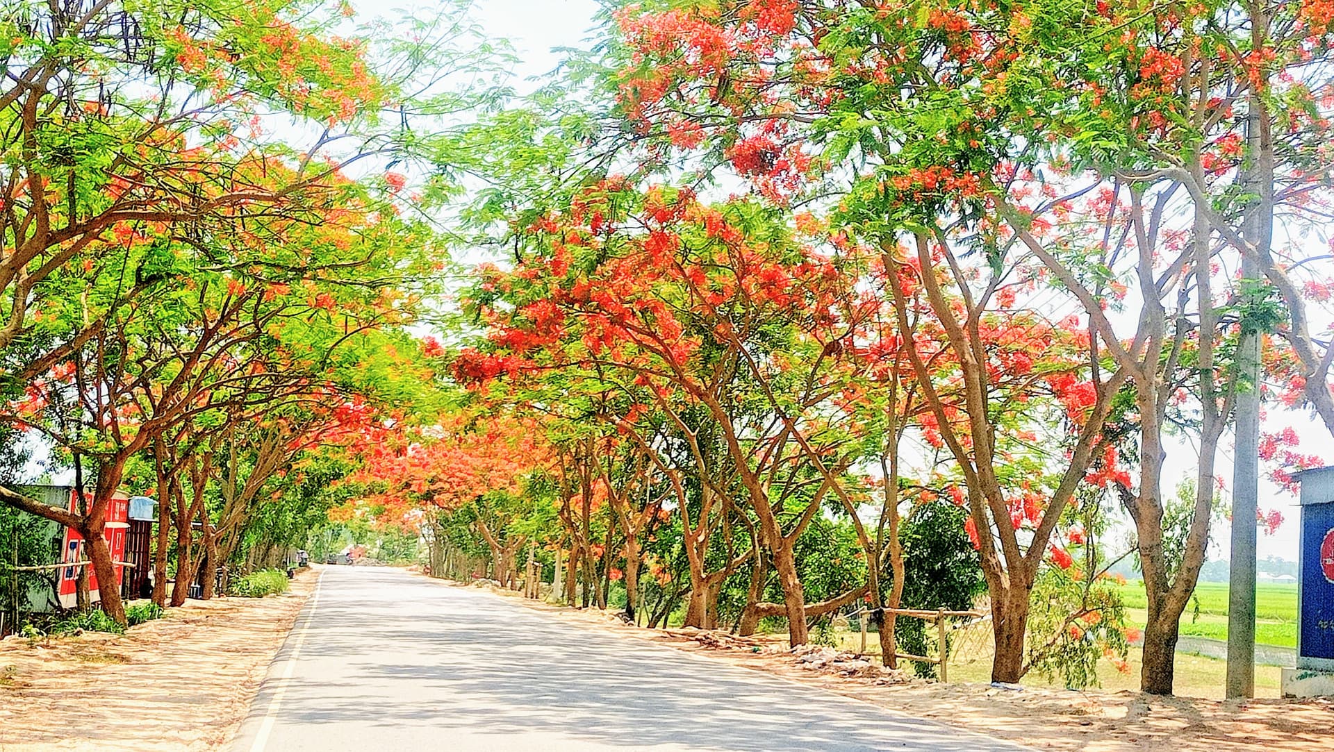নীরবেই  ফুটে গেলো কৃষ্ণচূড়া
