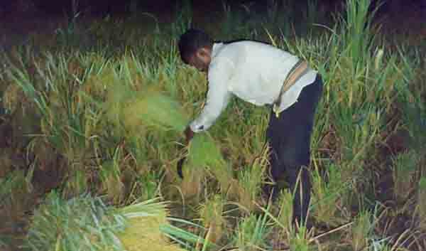 তীব্র তাপদাহ: রাতে টর্চের আলোয় ধান কাটছেন শরীয়তপুরের কৃষকরা