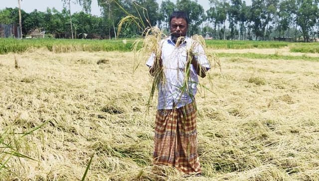 ধামইরহাটে প্রতিপক্ষের কীটনাশকে পুড়ল বর্গাচাষীর ধান