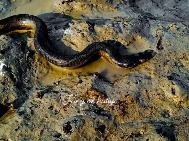 হাতিয়ায় সৈকতে দেখা মিলল ‘ইয়েলো বেলিড সি স্নেক’