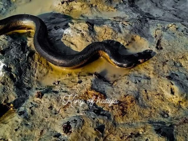 হাতিয়ায় সৈকতে দেখা মিলল ‘ইয়েলো বেলিড সি স্নেক’