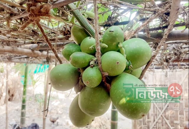 এক ডগায় ৪০ লাউ!