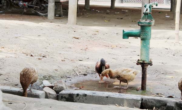 ধামইরহাটে মটর-টিউবওয়েলে উঠছে না পানি, নেমে গেছে স্তুর