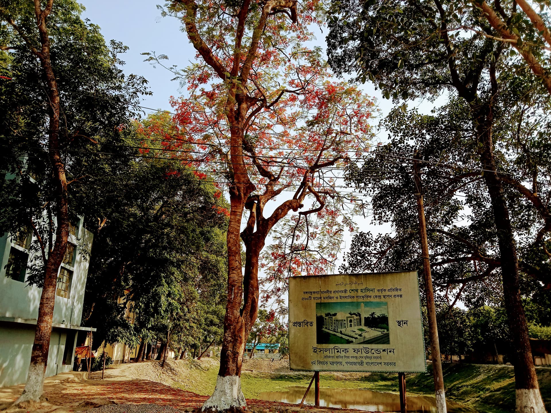 সরাইলে সেজে উঠেছে কৃষ্ণচূড়ার লাল ফুলে