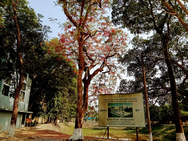 সরাইলে সেজে উঠেছে কৃষ্ণচূড়ার লাল ফুলে