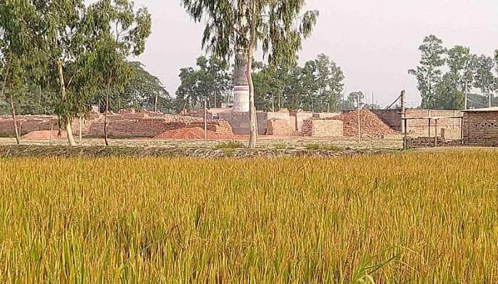 ইটভাটার গ্যাসে ২৫০ বিঘার ধান নষ্ট
