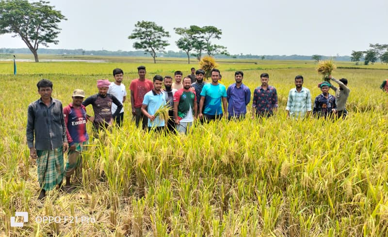 প্রধানমন্ত্রীর আহবানে হাওরে কৃষকের ধান কেটে দিল যুবলীগ