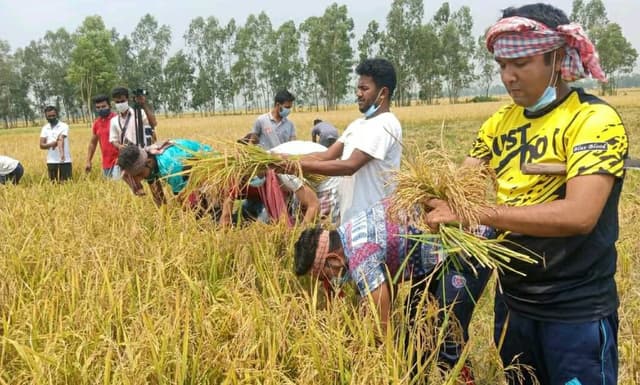 হিলিতে আদিবাসী কৃষকের ধান কেটে দিল ছাত্রলীগ