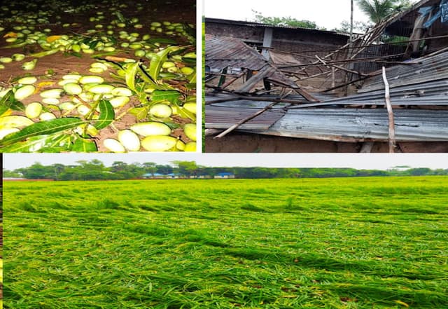 ধামইরহাটে কালবৈশাখী ঝড়ে কৃষকের স্বপ্ন বিলীন, ব্যাপক ক্ষতি