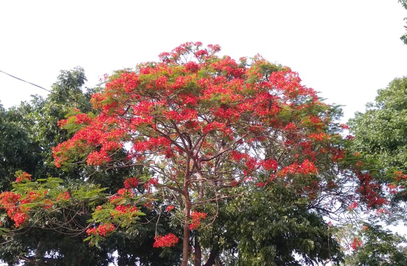 প্রকৃতি সেজেছে কৃষ্ণচূড়ার লাল রঙে