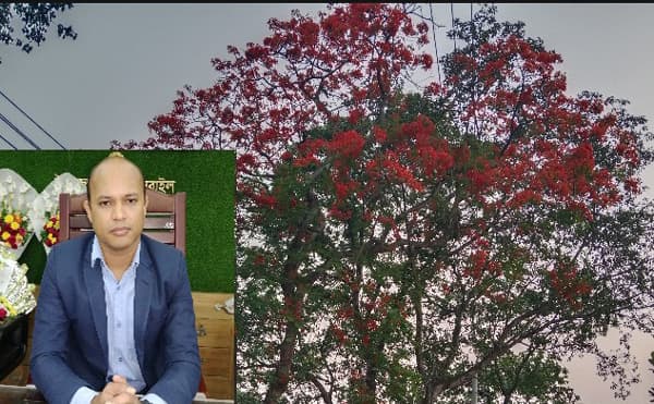 সরাইল প্রশাসন পাড়া সেজে উঠেছে কৃষ্ণচূড়ার লাল ফুলে