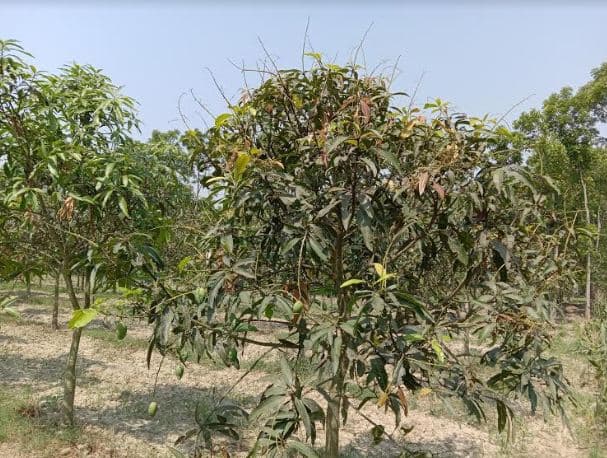 লালপুরে তীব্র খরায় আমের ফলন বিপর্যয়ের শঙ্কা