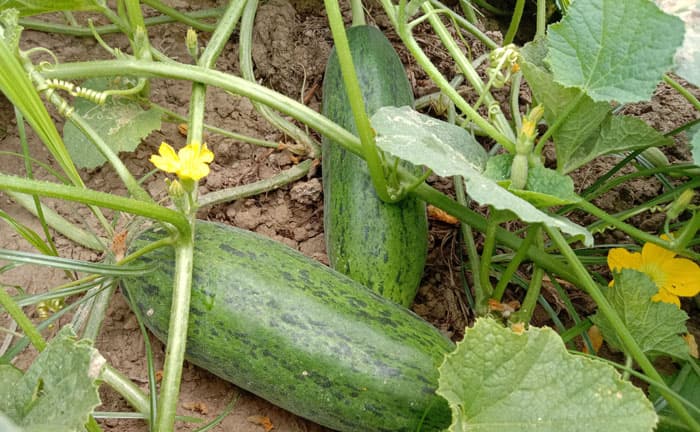 লালপুরে রের্কড পরিমান জমিতে বাঙ্গী চাষ