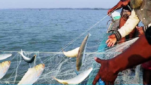 দুই মাসের নিষেধাজ্ঞা শেষে ইলিশ ধরা শুরু