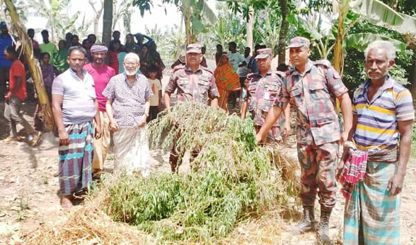 ধামইরহাট সীমান্তে গাঁজার বাগানের সন্ধান, ধ্বংস করলো বিজিবি