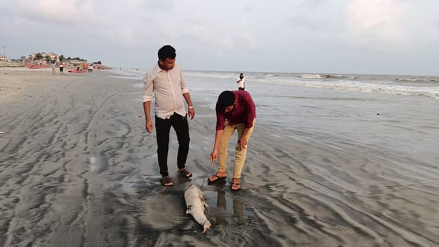 কুয়াকাটা সৈকতে ভেসে উঠেছে  মৃত ইরাবতী ডলফিন