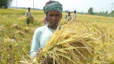 বরিশালে অধিক মজুরী দিয়েও মিলছেনা ধান কাটা শ্রমিক