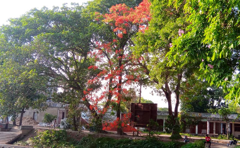 সরাইল সেজেছে কৃষ্ণচূড়ার লাল ফুলে