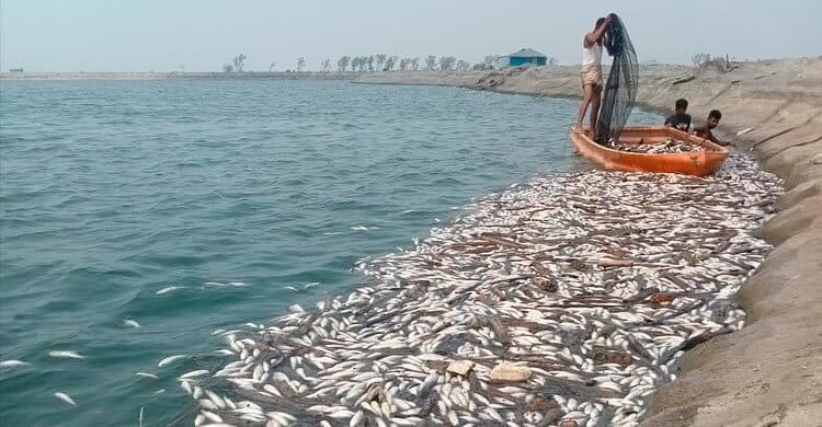 তীব্র দাবদাহে মরছে মাছ, দিশেহারা চাষিরা