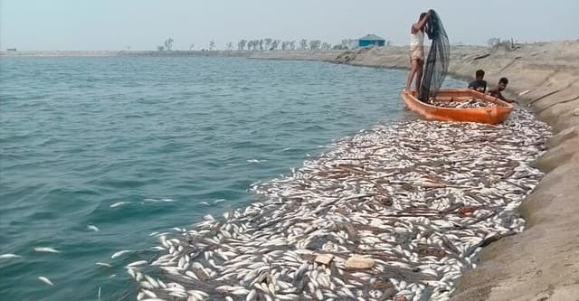 তীব্র দাবদাহে মরছে মাছ, দিশেহারা চাষিরা