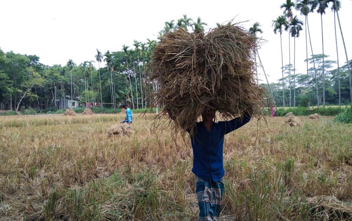 ধান ঘরে তোলায় ব্যস্ত দক্ষিণাঞ্চলের কৃষকরা