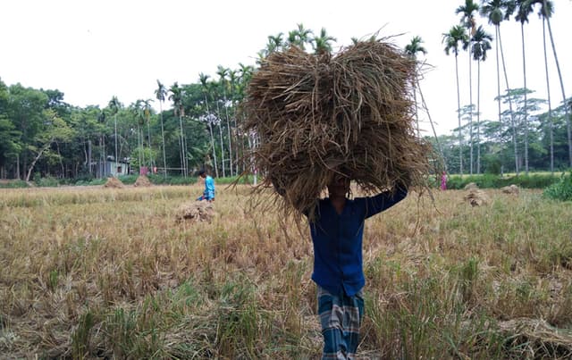 ধান ঘরে তোলায় ব্যস্ত দক্ষিণাঞ্চলের কৃষকরা