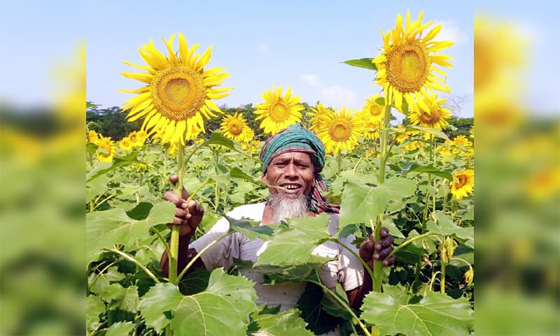 রাজাপুরে সবুজ পাতার ফাকেঁ হলুদ সূর্যমূখীর সাথে কৃষকের হাসি