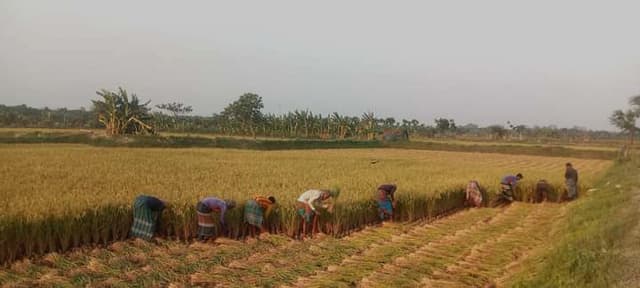উৎসবের আমেজ নিয়ে ইরিধান ঘরে তুলেছেন আশাশুনির কৃষকরা