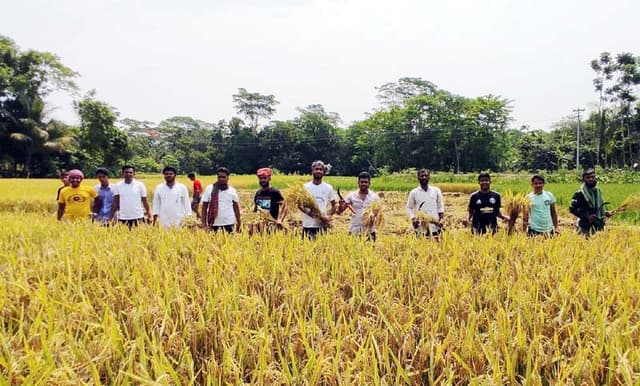 ডাসারে কৃষকের ধান কেটে দিলেন ছাত্রলীগ