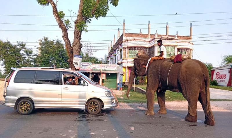 ঝিনাইদহের সড়ক মহাসড়কে হাতি নিয়ে চাঁদাবাজি !